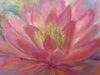 Botanical Art Pink Water Lily Painting